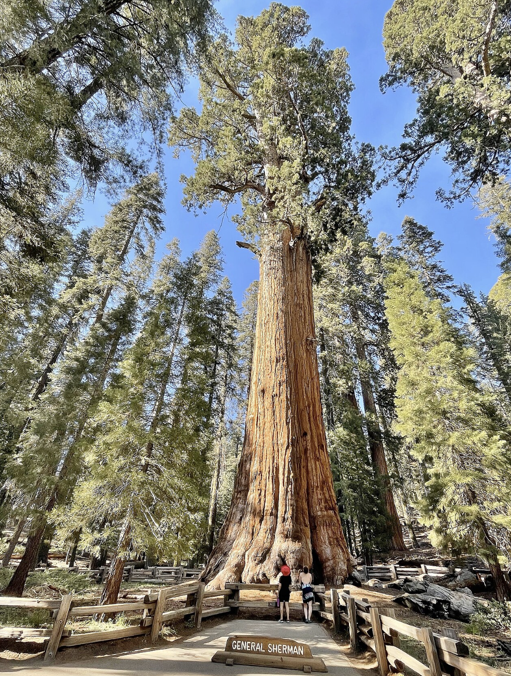 Sequoia