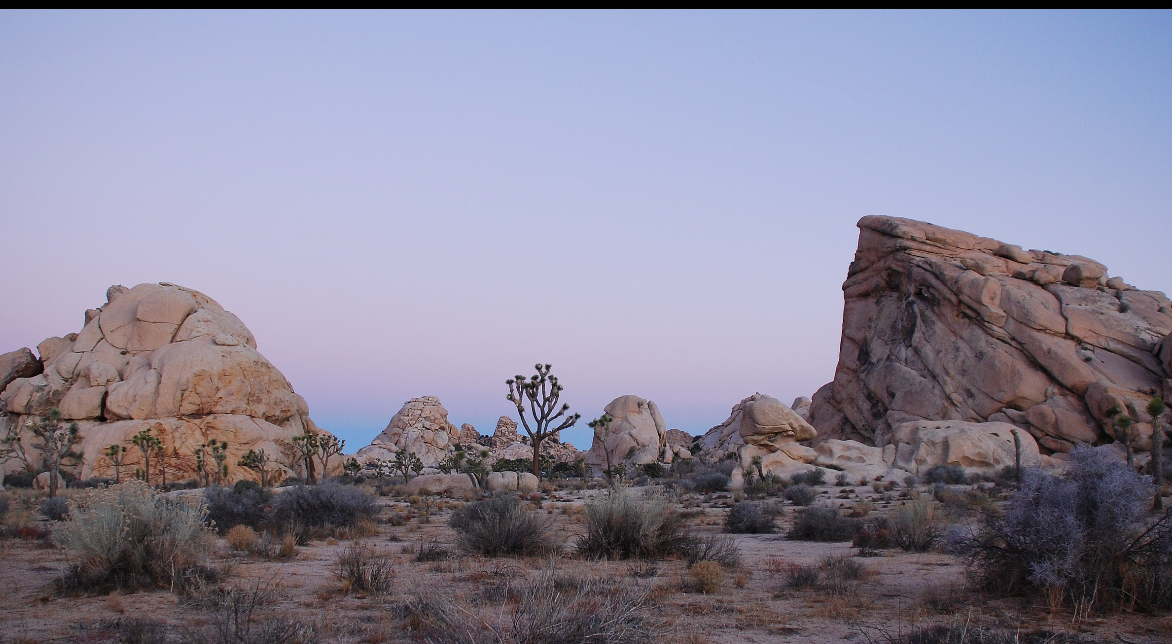 Joshua Tree