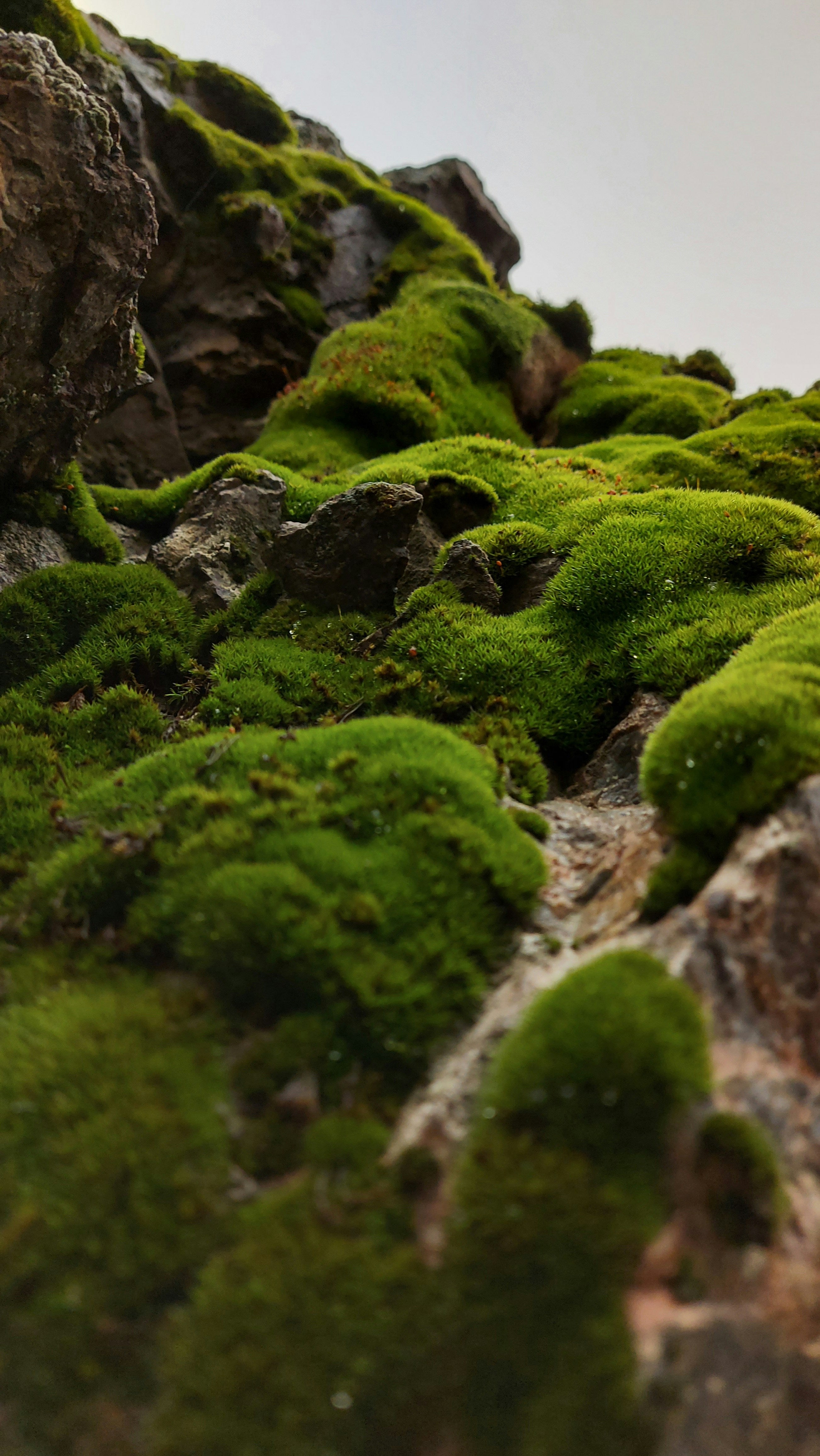 Earth