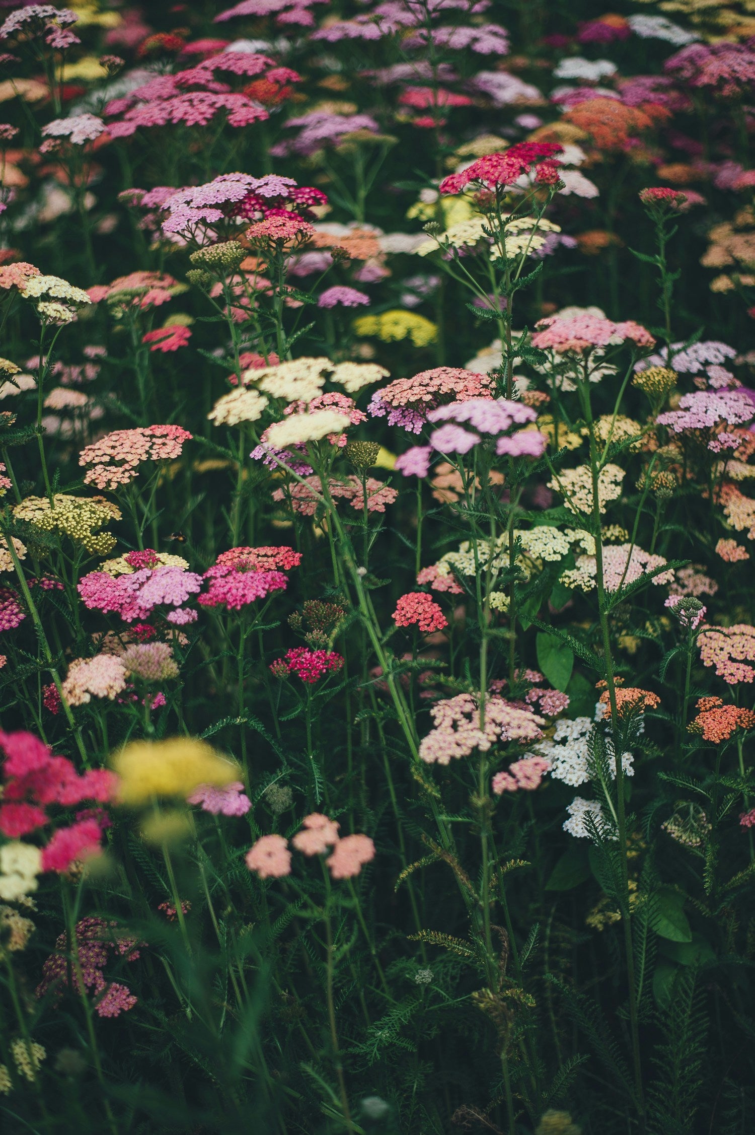 Floral