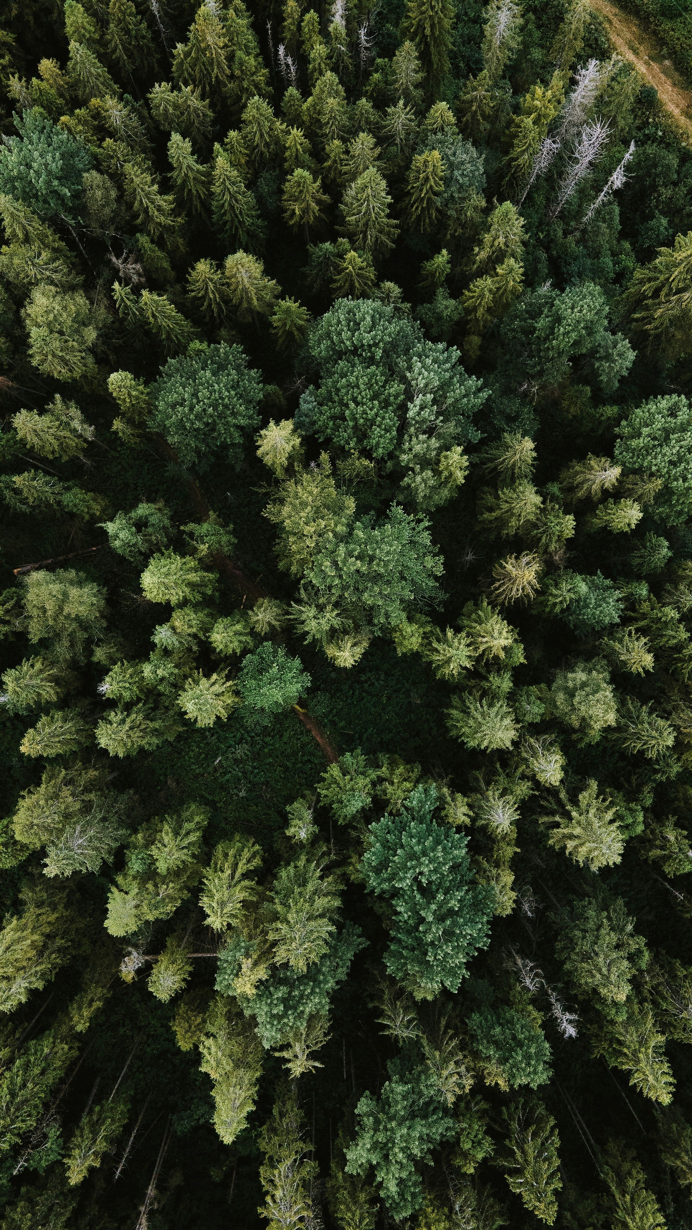 Woods