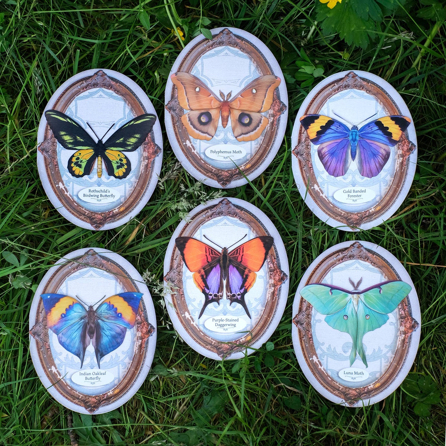 Polyphemus Moth Oval Greeting Card