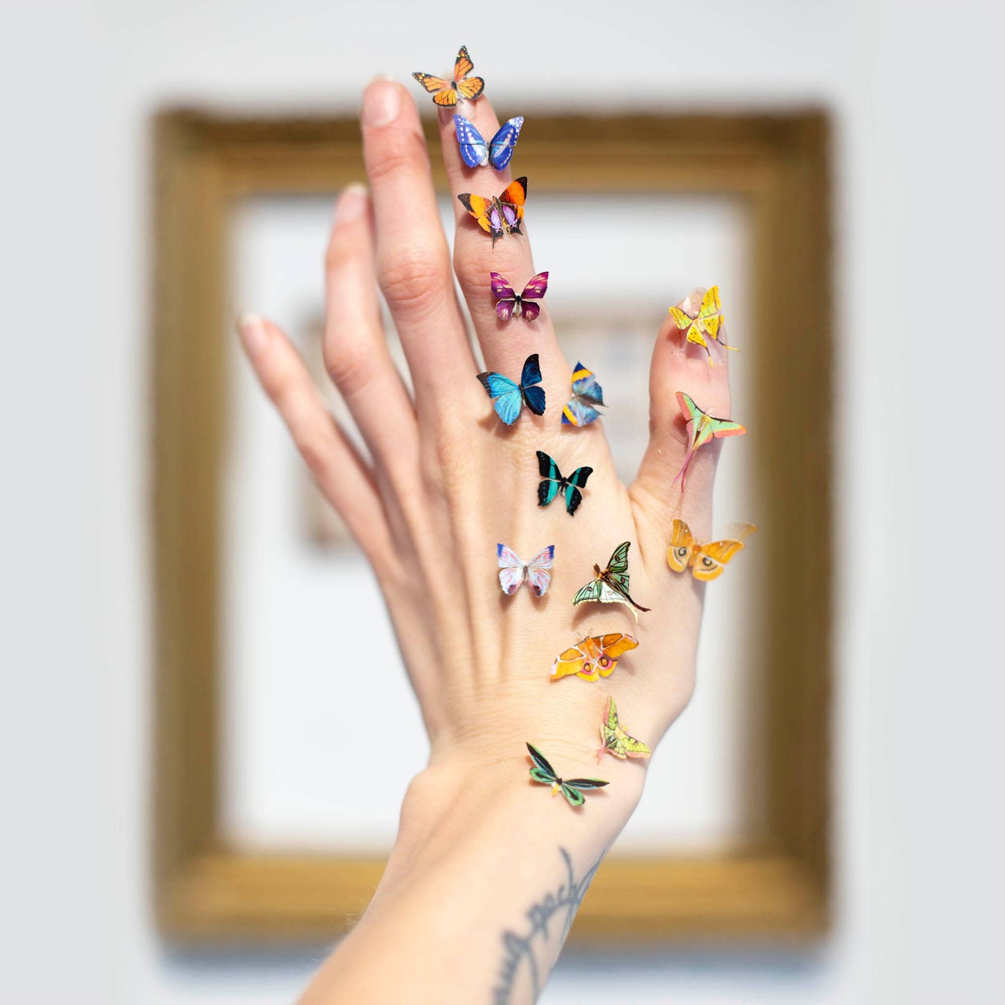 ’Tulip' Micro Moth & Butterfly Collection