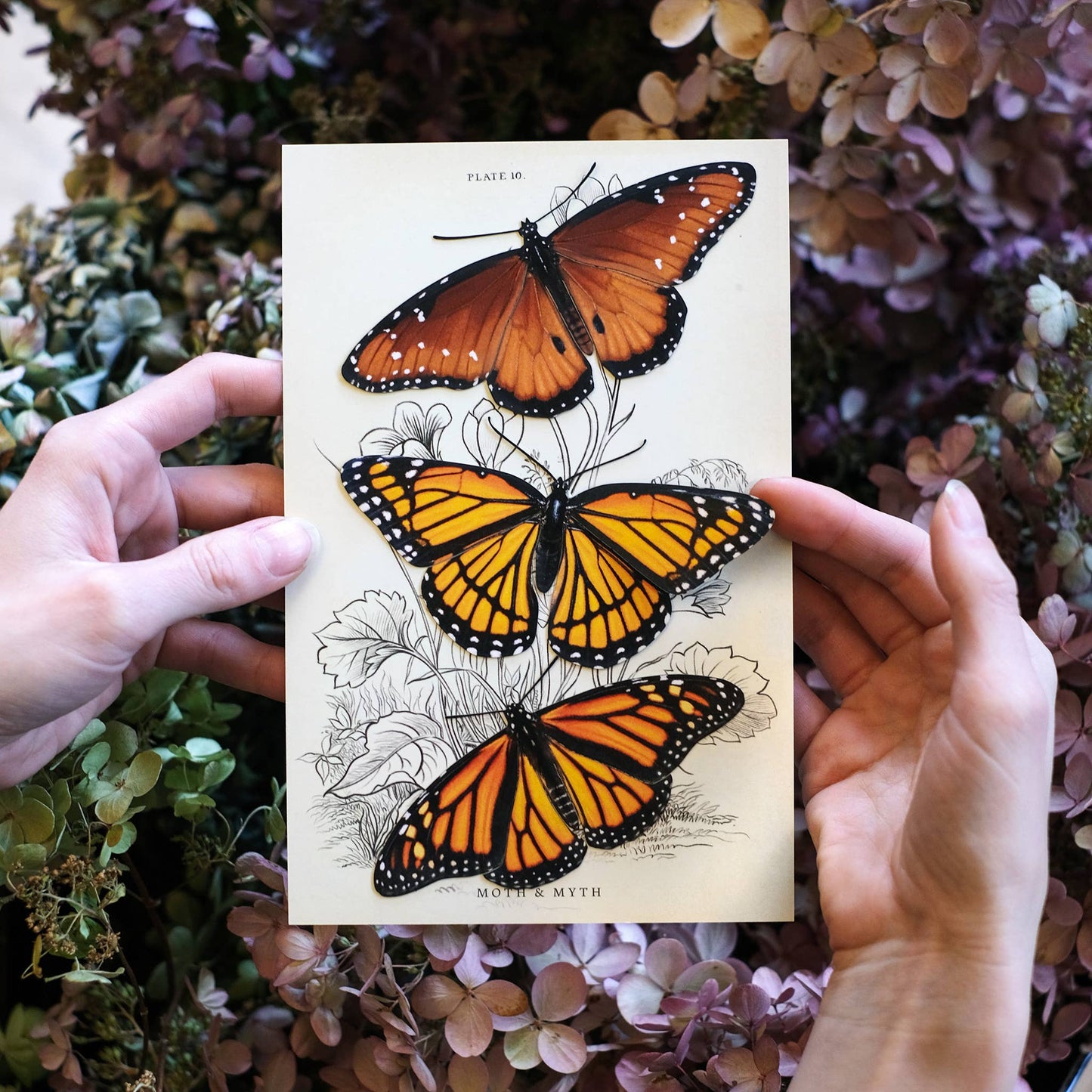 'Pollinator' Monarch Butterfly Set