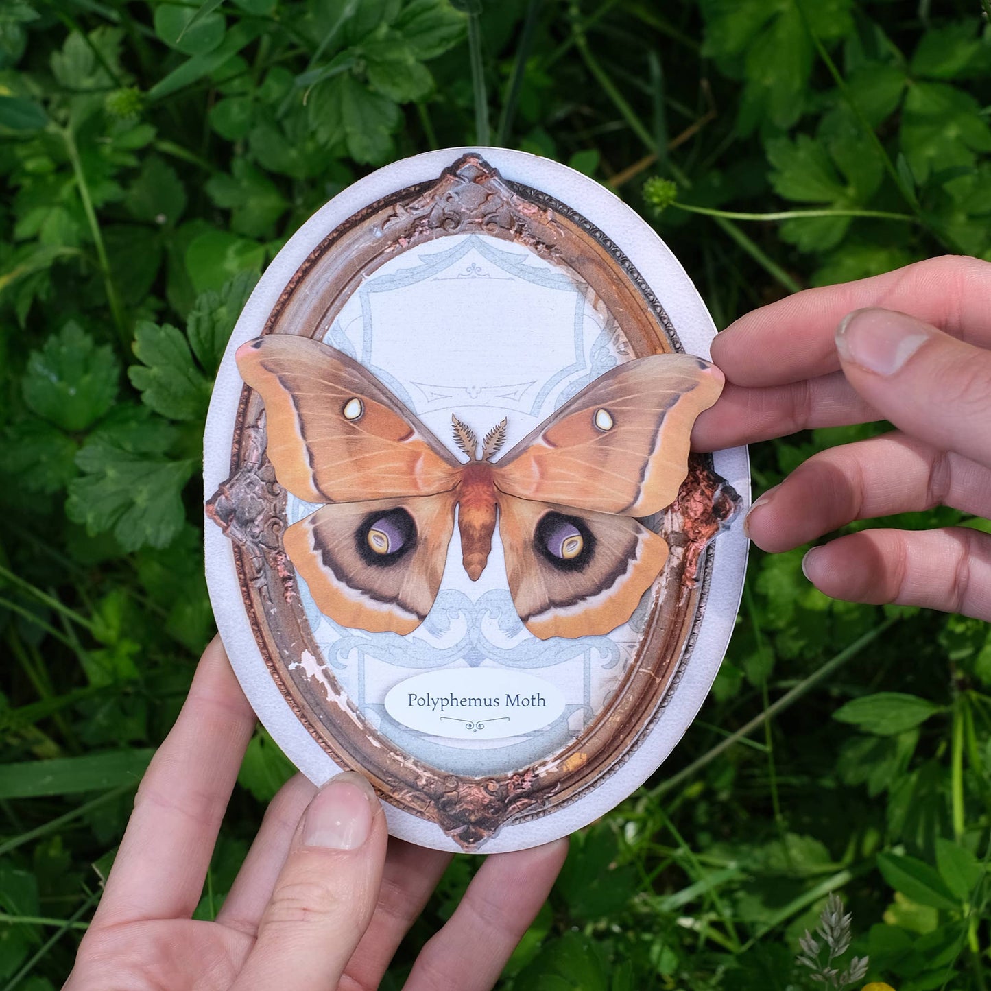 Polyphemus Moth Oval Greeting Card