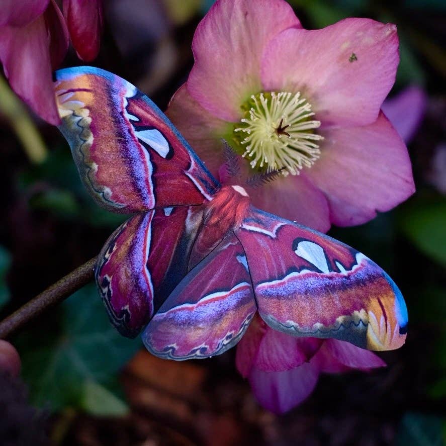 'Amber' Atlas Moth Set