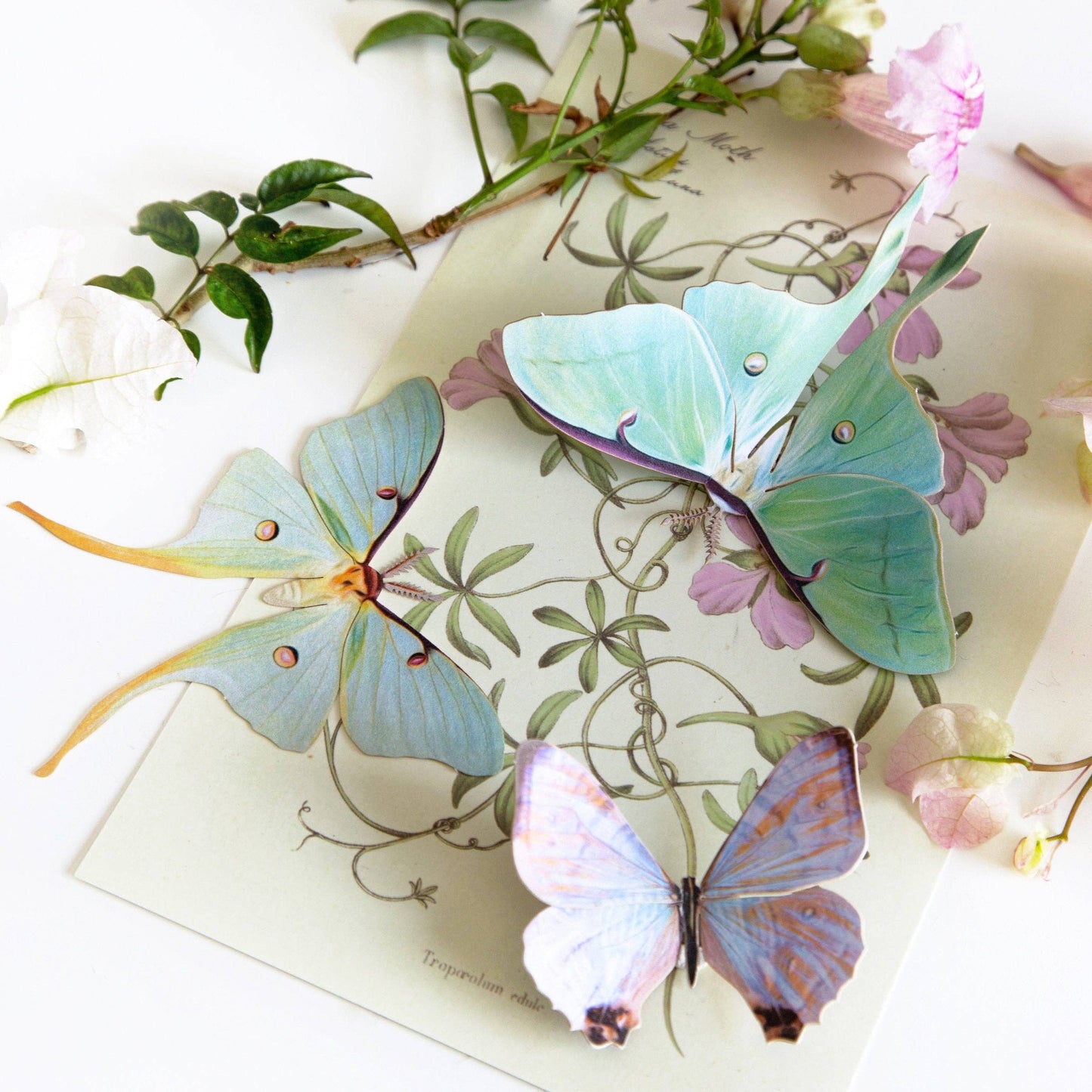'Spring' Luna Moth Set