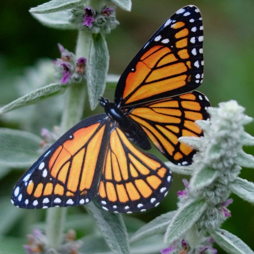 'Pollinator' Monarch Butterfly Set