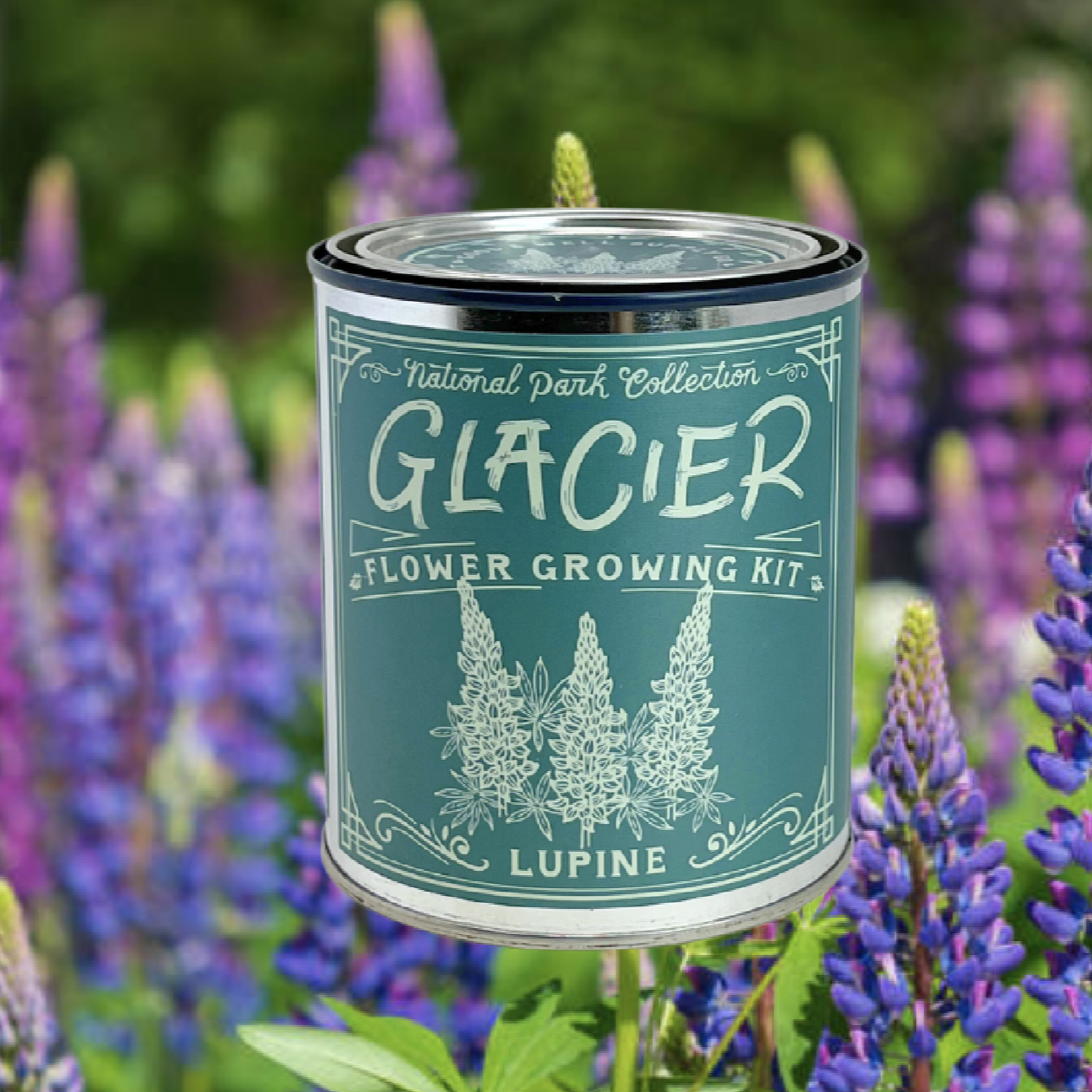 National Park Flower Growing Kit - Glacier Lupine