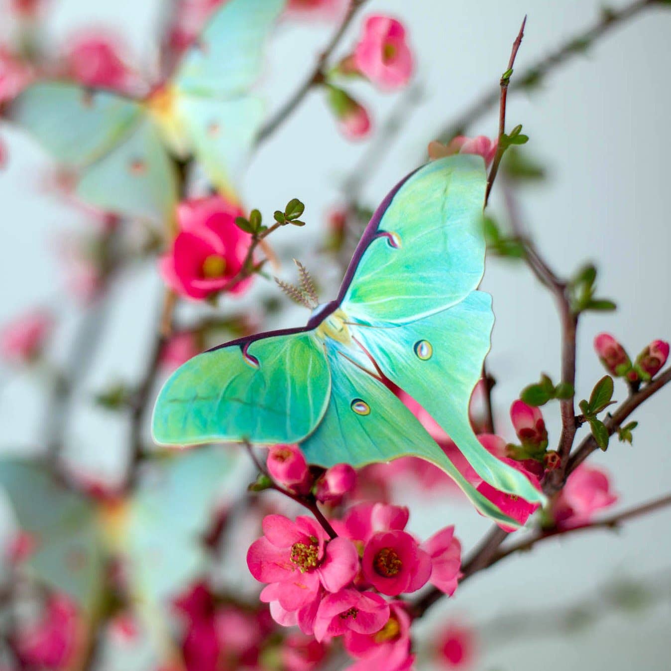 'Spring' Luna Moth Set