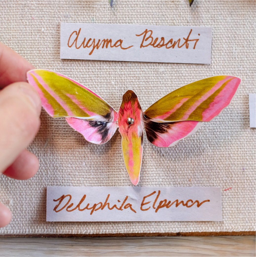 'Amber' Atlas Moth Set
