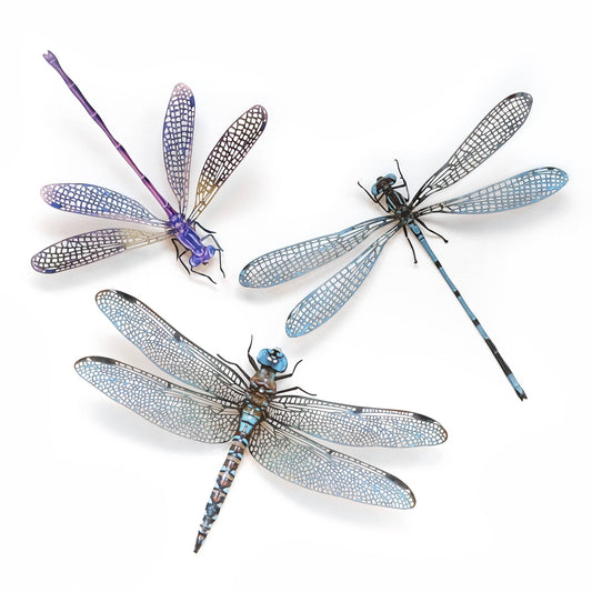 'Aerial' Dragonfly 3 Piece Set