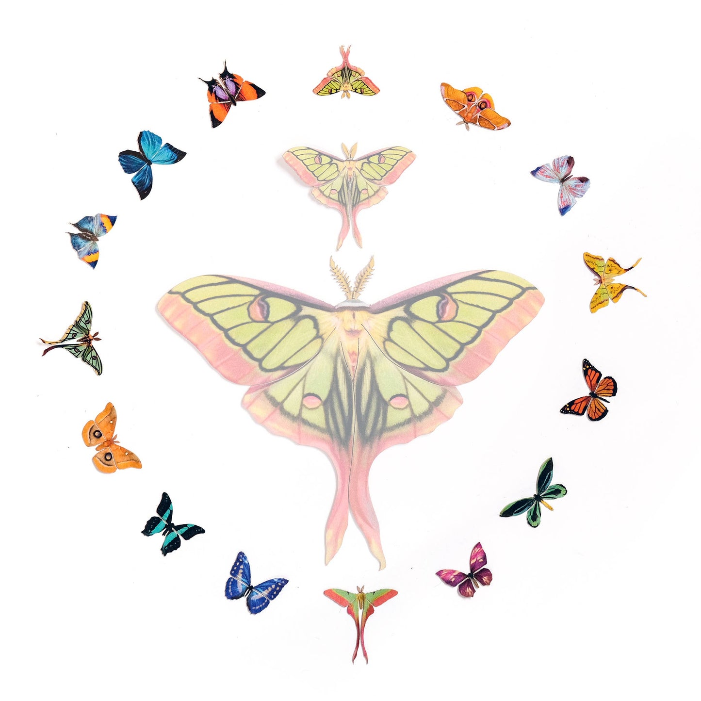 ’Tulip' Micro Moth & Butterfly Collection