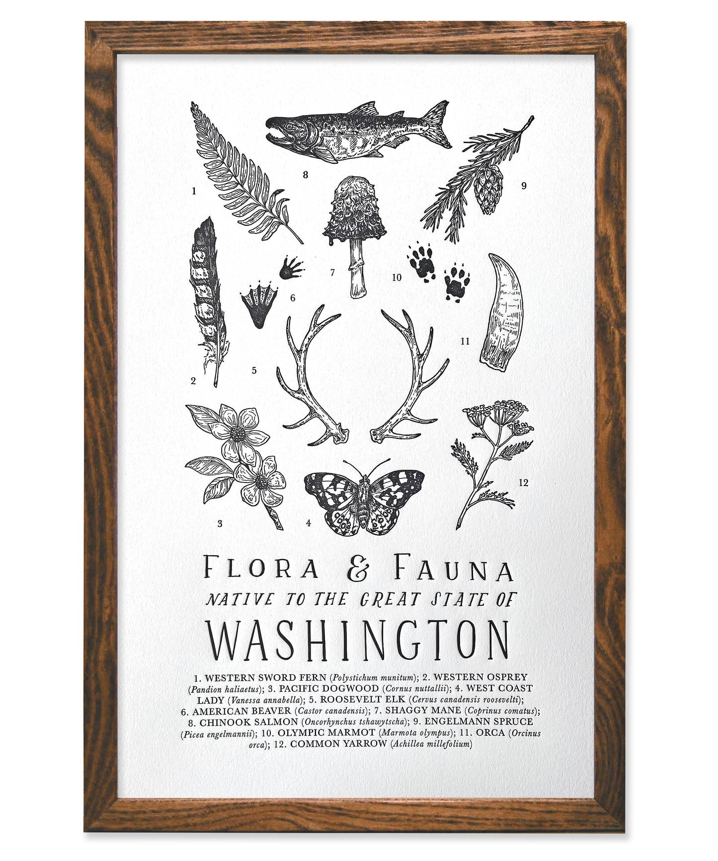 Washington Field Guide Art Print