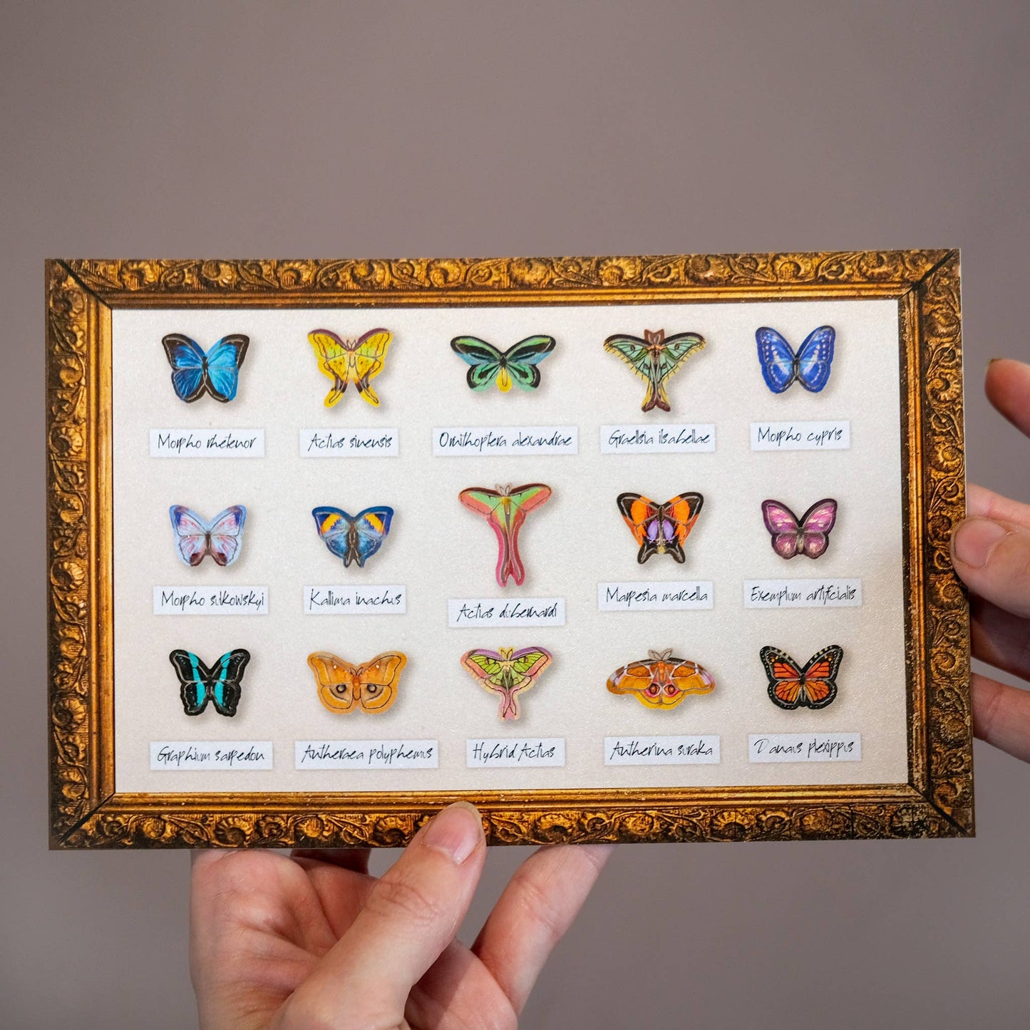 ’Tulip' Micro Moth & Butterfly Collection