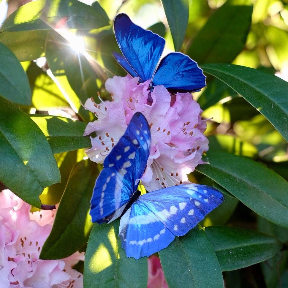 Morphos and Monarch Butterfly Set