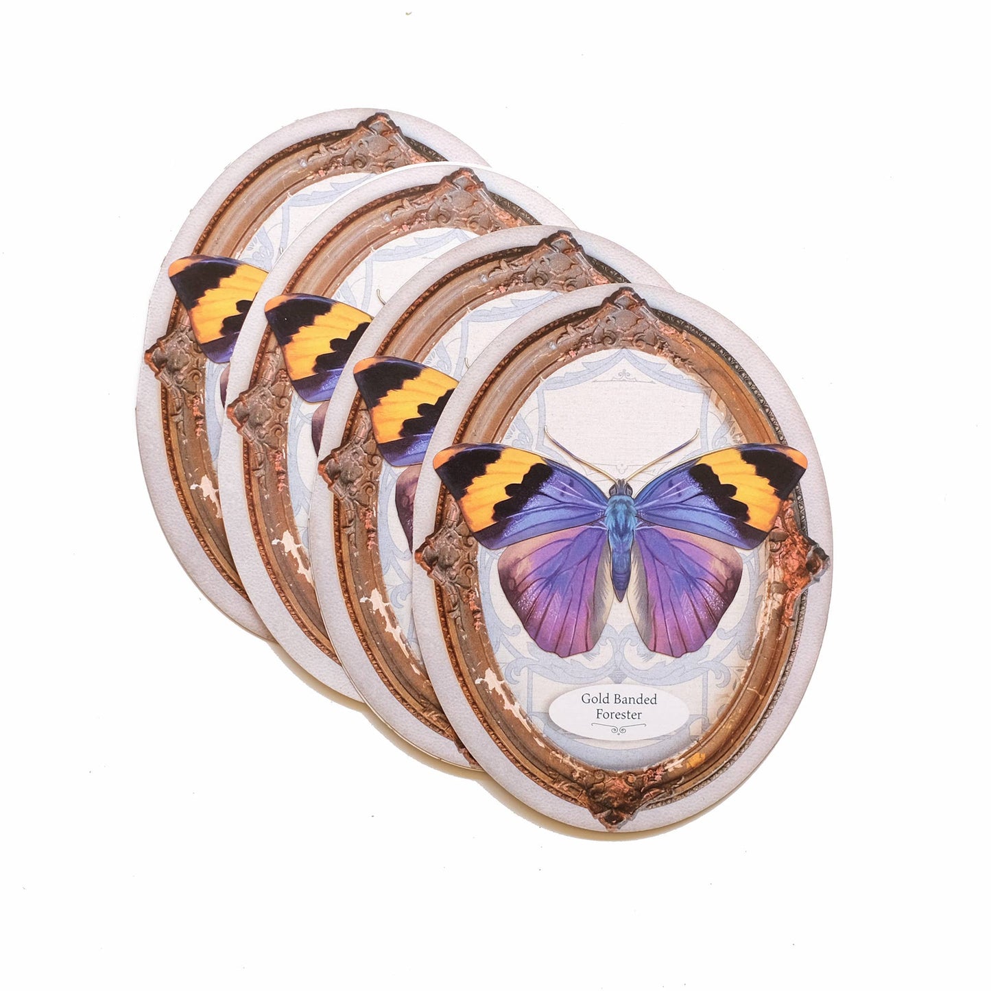 Gold Banded Forester Butterfly Oval Greeting Card