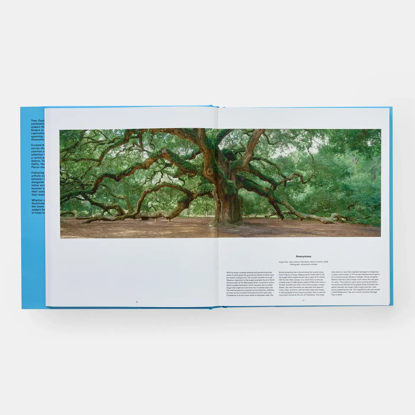 Tree: Exploring The Arboreal World