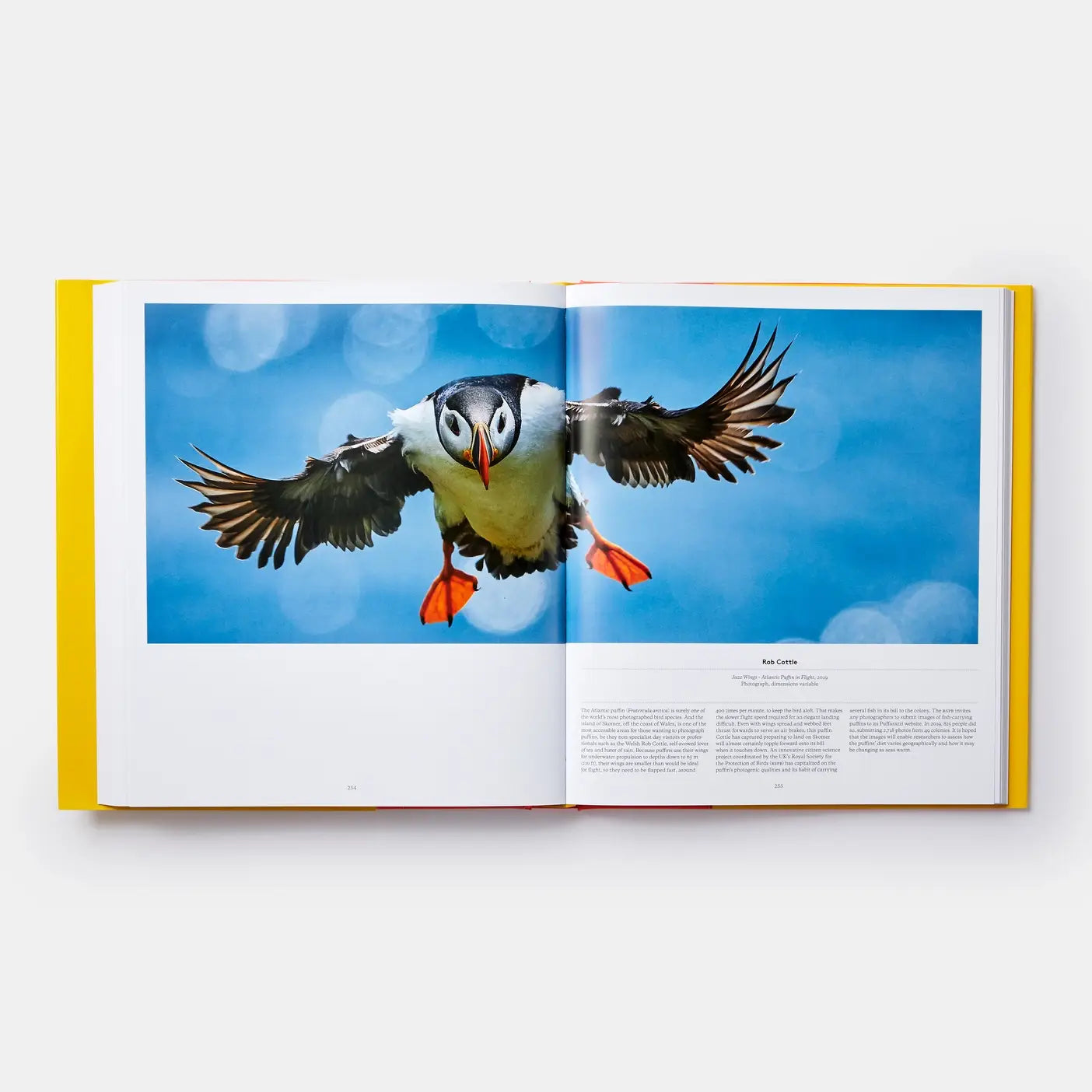 Bird: Exploring The Winged World