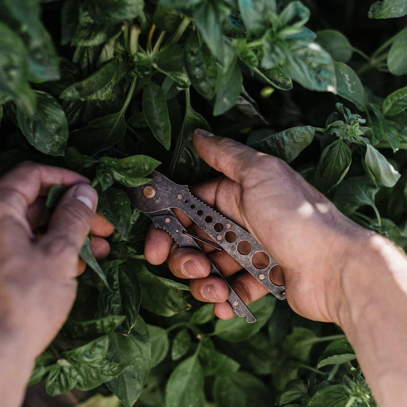 Herb Harvest & Strip Tool