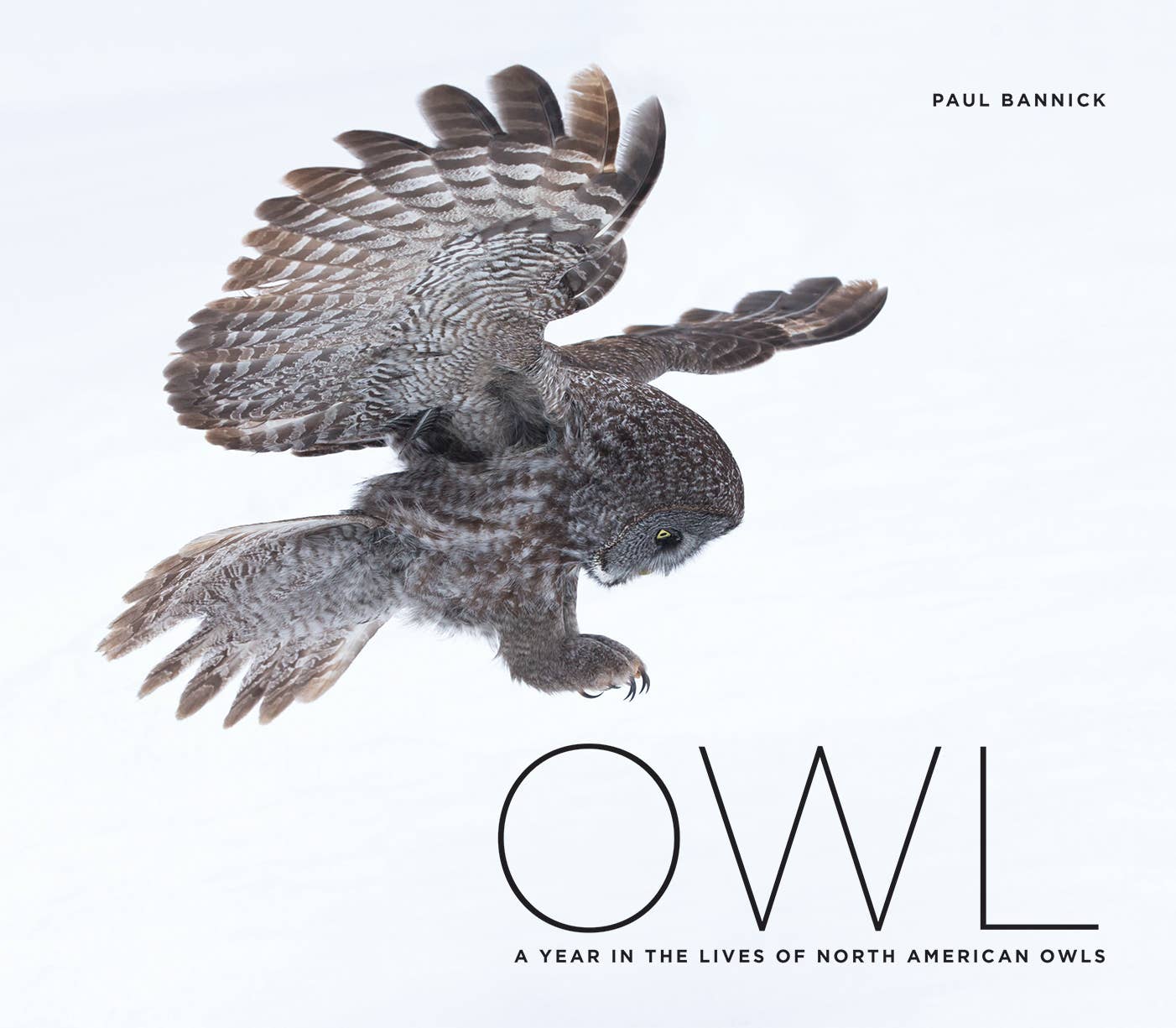 Owl: A Year in the Lives of North American Owls Book