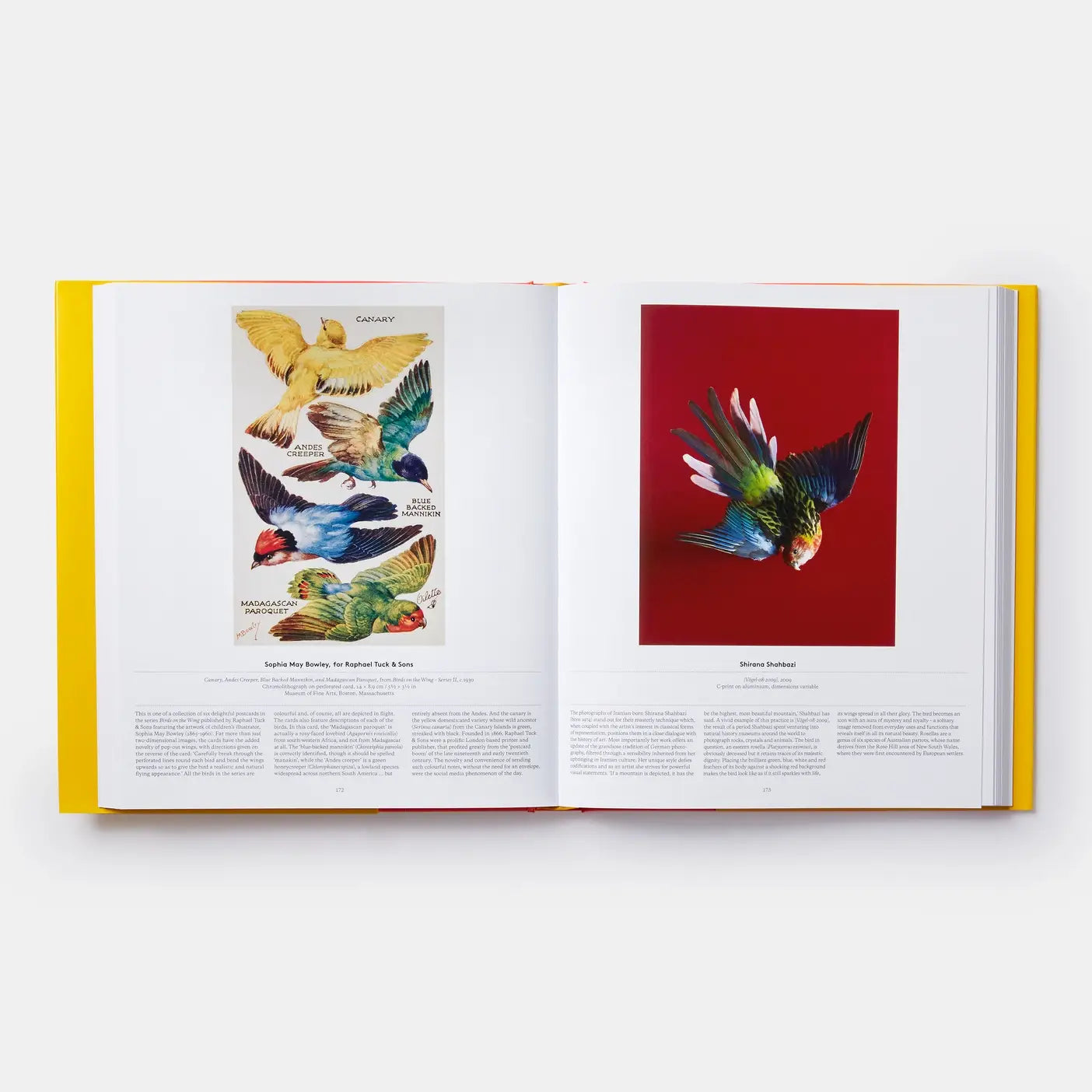 Bird: Exploring The Winged World