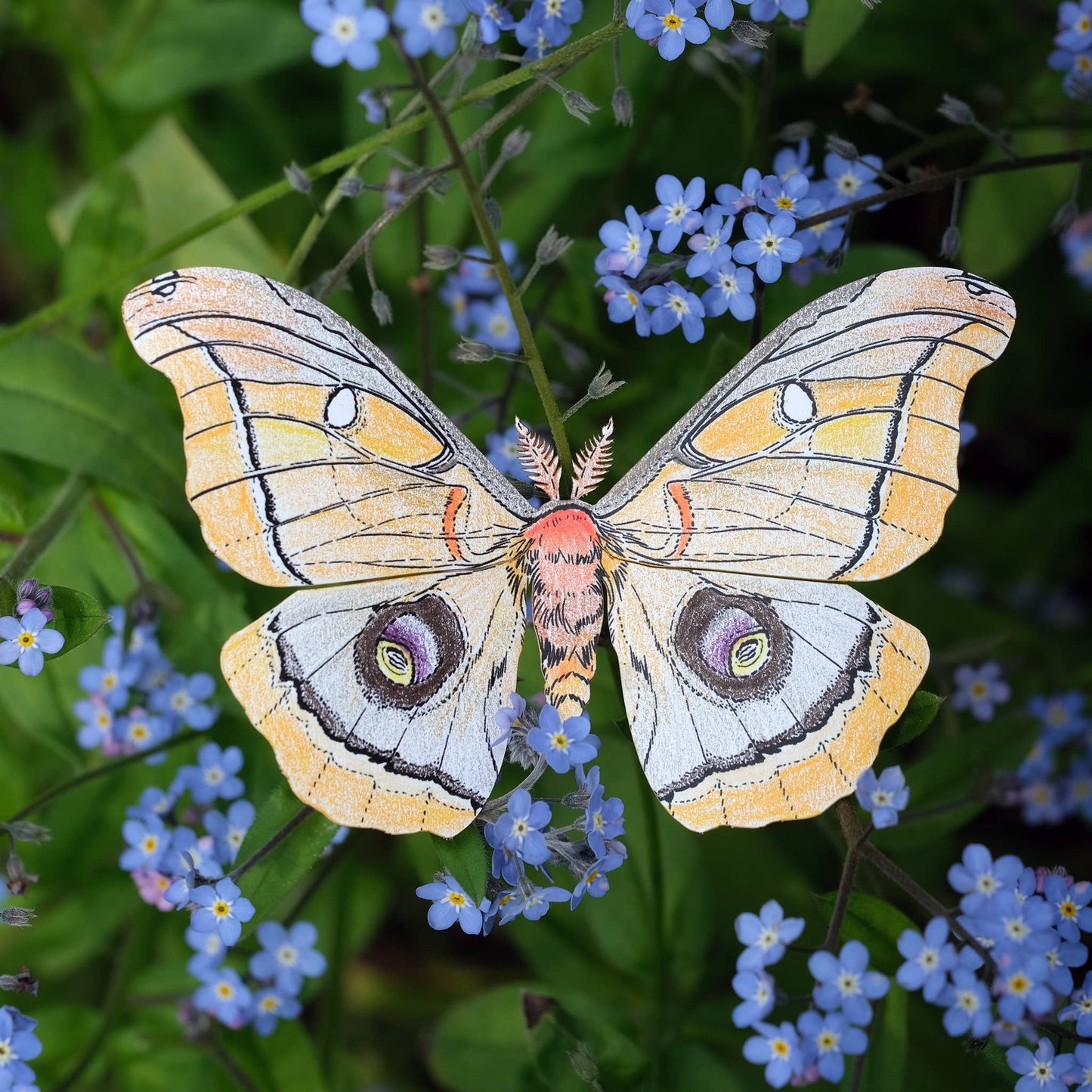 North American Insects Coloring Kit