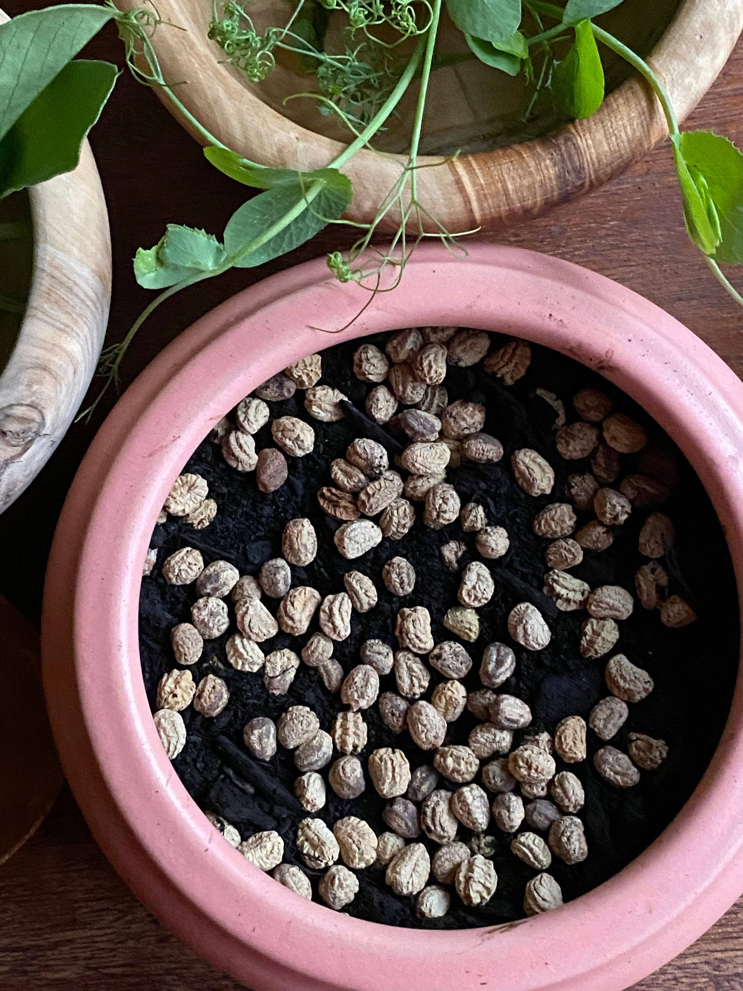Nasturtium Seeds Microgreen Jar