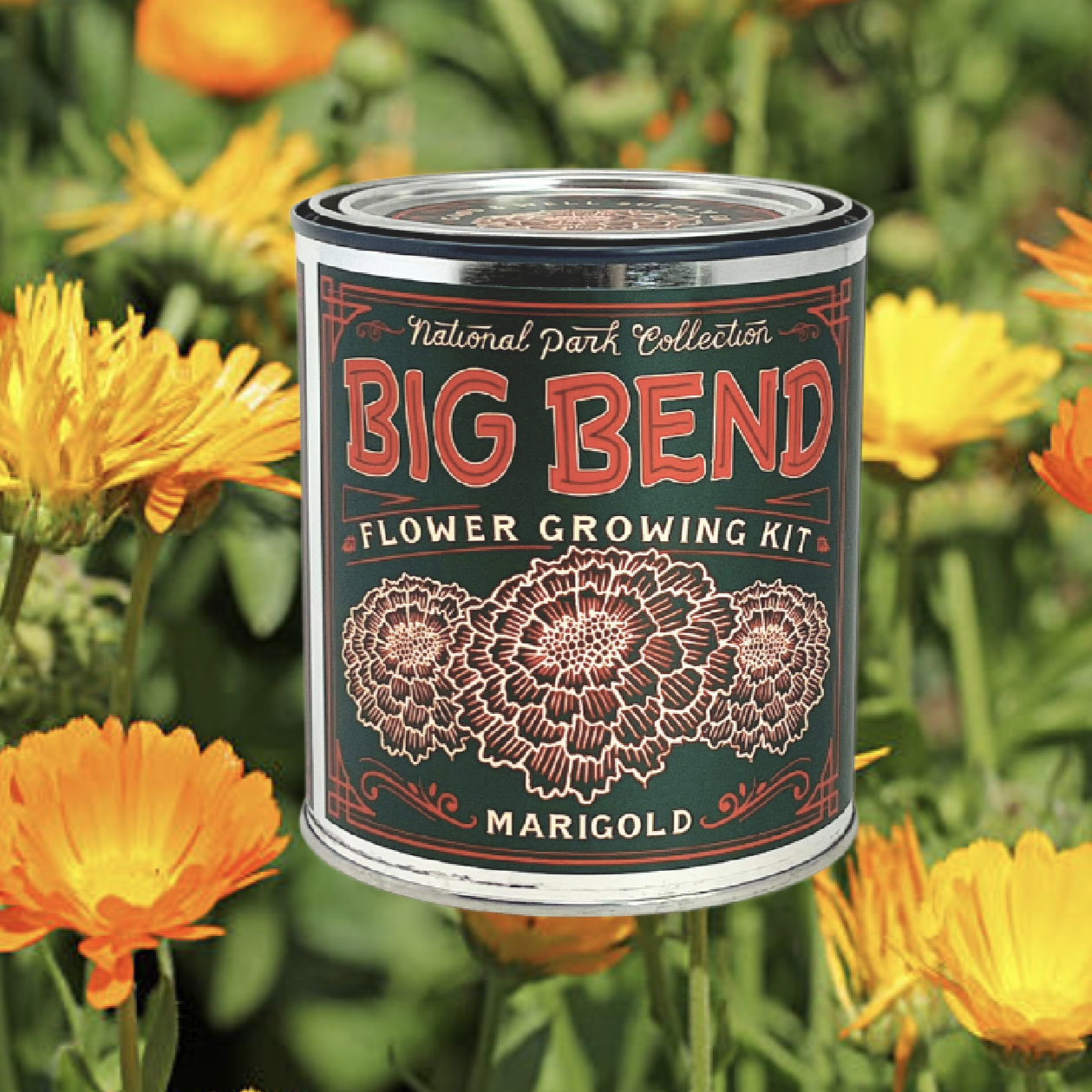 National Park Flower Growing Kit - Big Bend Marigolds