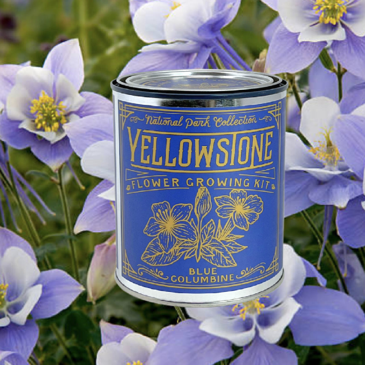 National Park Flower Growing Kit - Yellowstone Blue Columbine