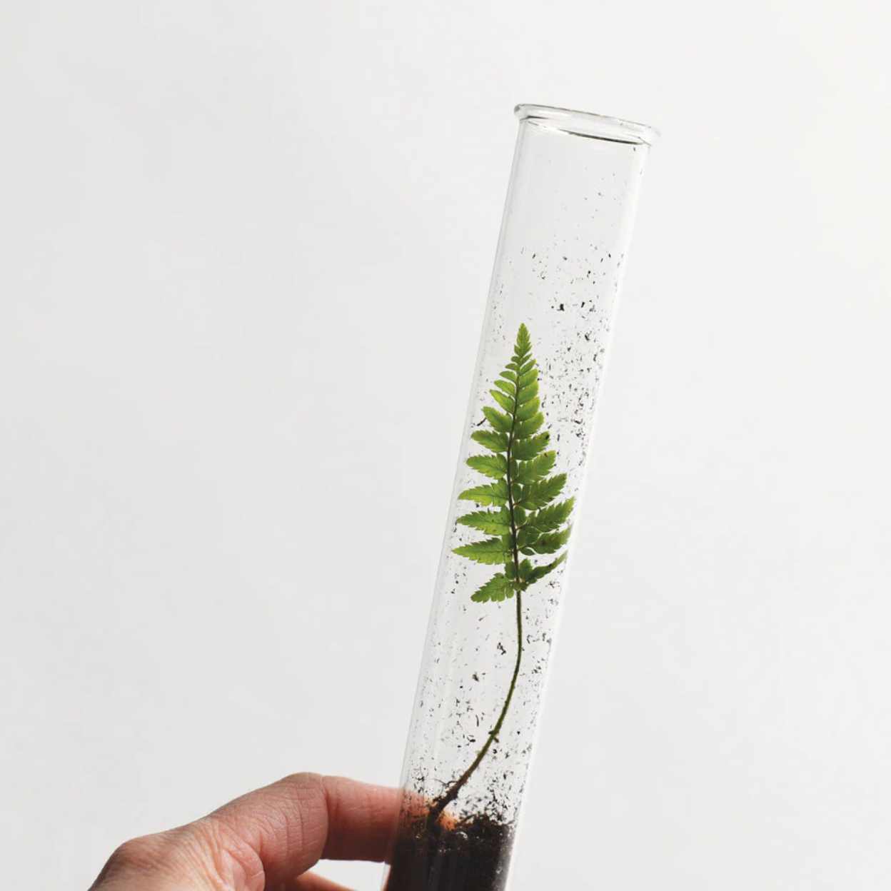 Monarchs Pencil Terrarium