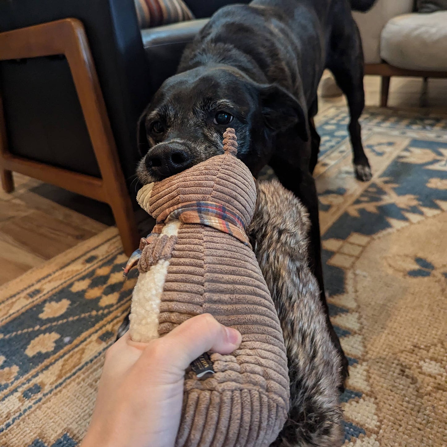 Small Pendleton Plush Squirrel Dog Toy