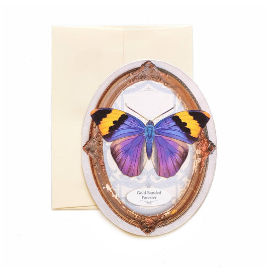 Gold Banded Forester Butterfly Oval Greeting Card