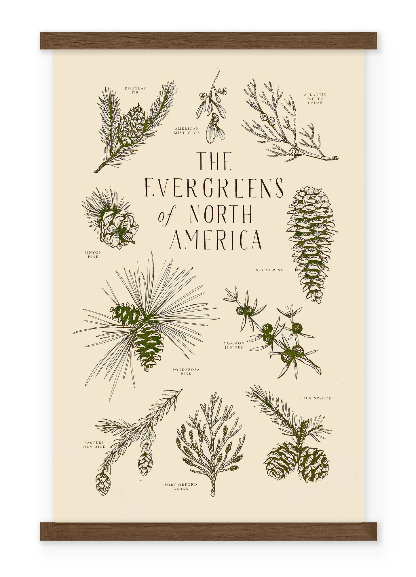 Evergreens of North America Art Print - 11" x 17"