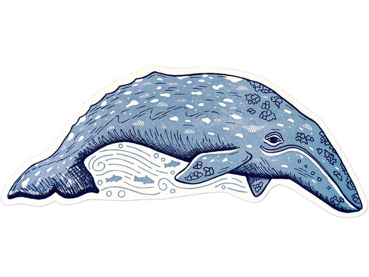Gray Whale Postcard